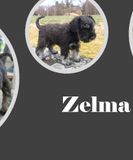 20210417 Zelma