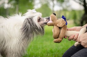 Ingår i övningar för terapihund
